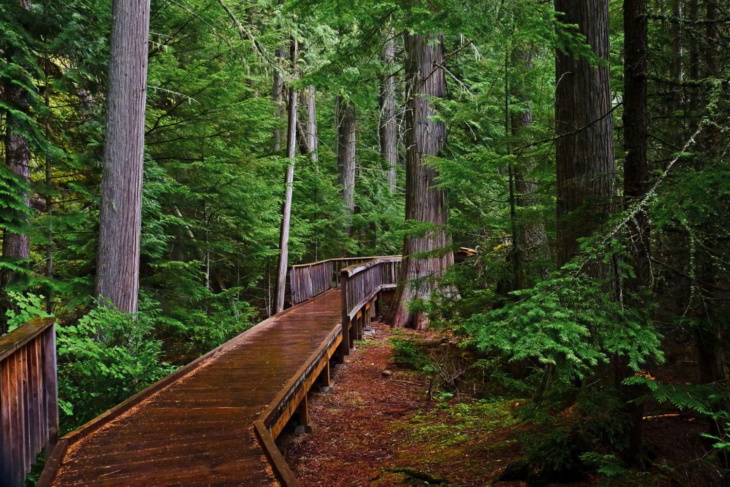 wander-through-glaciers-enchanting-trail-of-the-cedars