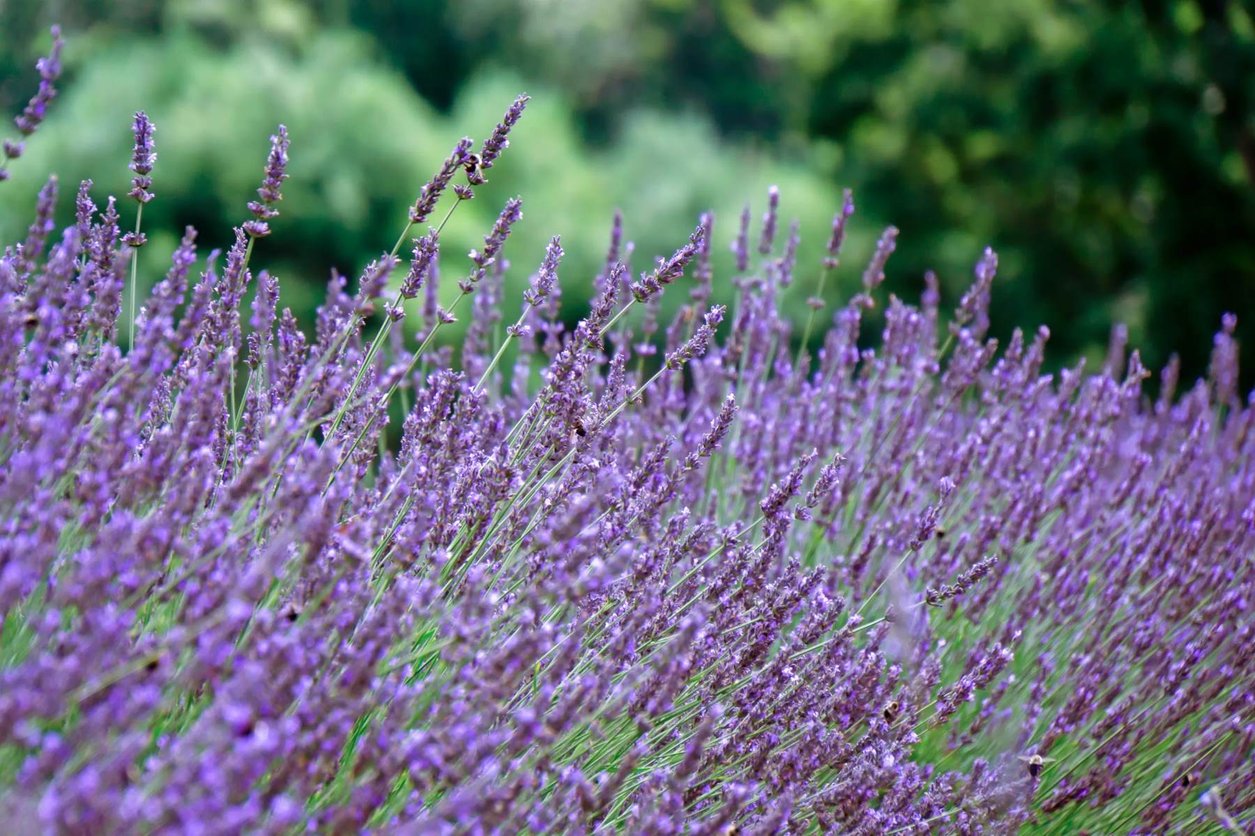 Wander-Through-Lavender-Pond-Farm8217s-Scented-Paradise wander-through-lavender-pond-farms-scented-paradise