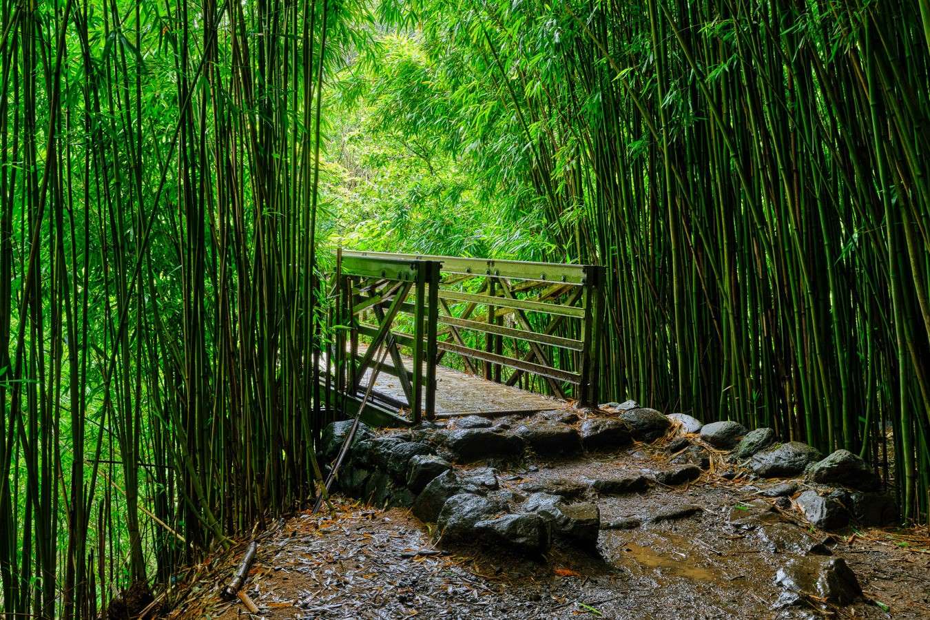 Wander-Through-Maui8217s-Enchanting-Bamboo-Forest wander-through-mauis-enchanting-bamboo-forest
