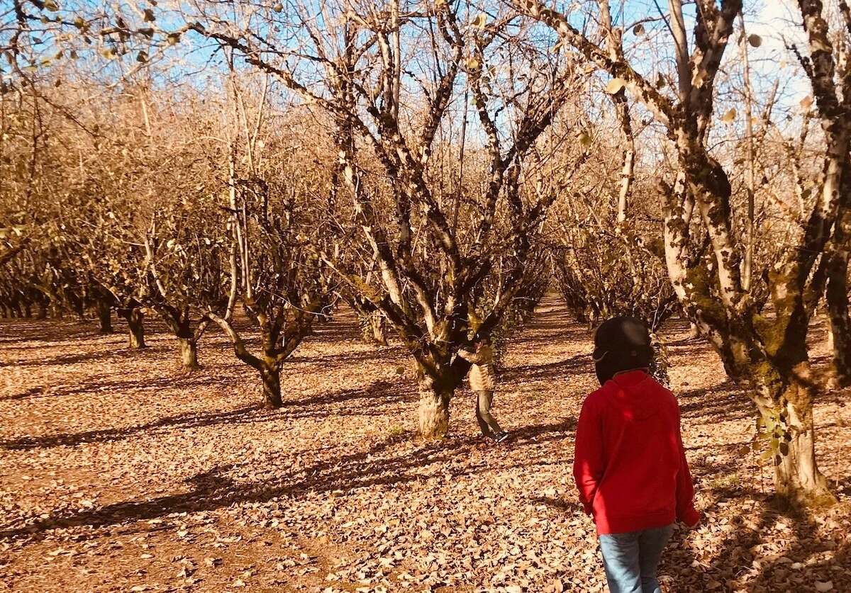 wander-willamette-missions-enchanting-filbert-orchard