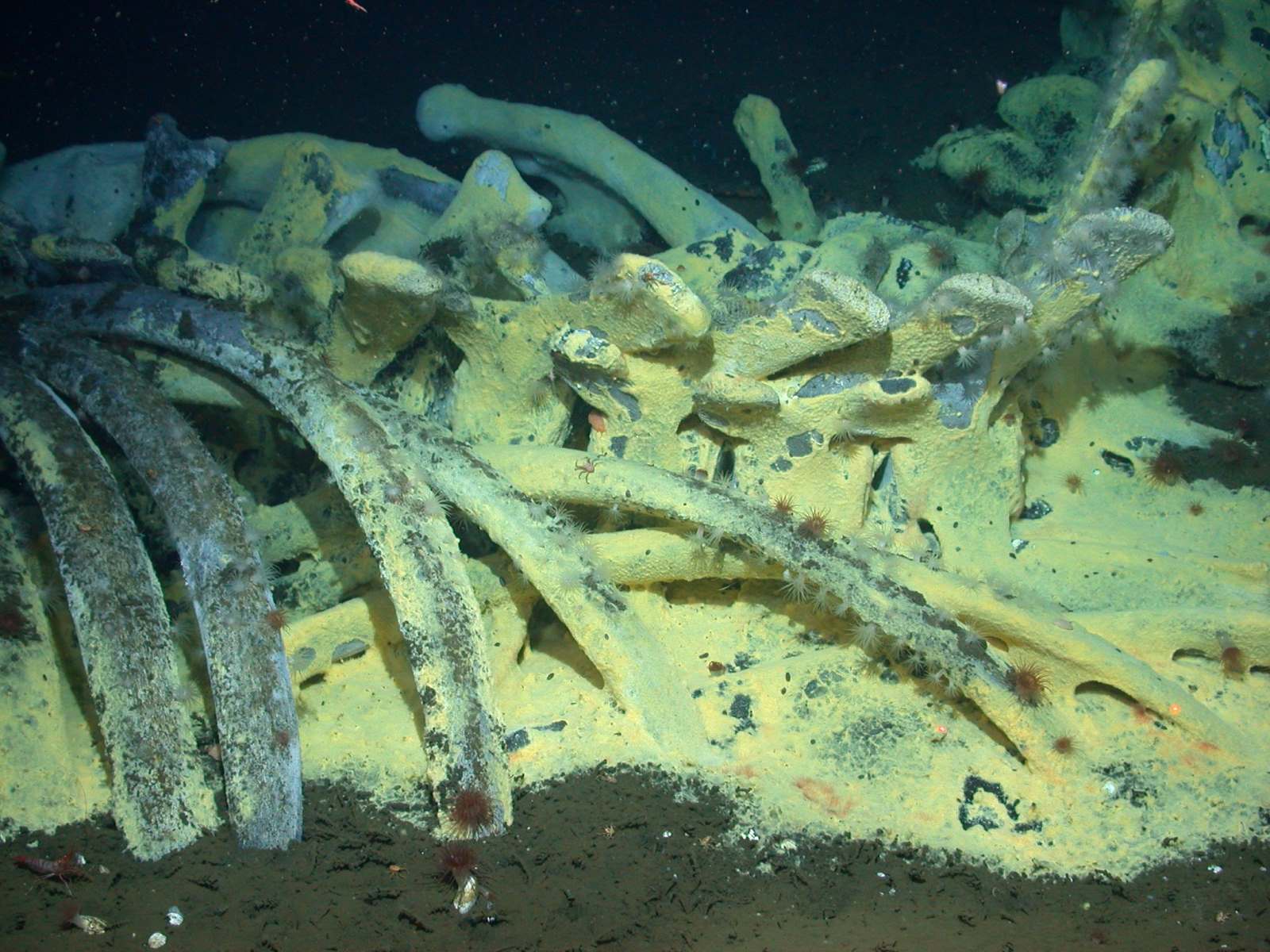Whale-Fall-Mysteries-Off-The-Continental-Shelf whale-fall-mysteries-off-the-continental-shelf