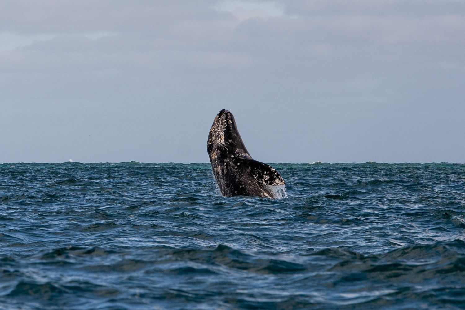 Whale-Whispers-Hidden-Gray-Whale-Watching-Spots-In-Oregon whale-whispers-hidden-gray-whale-watching-spots-in-oregon