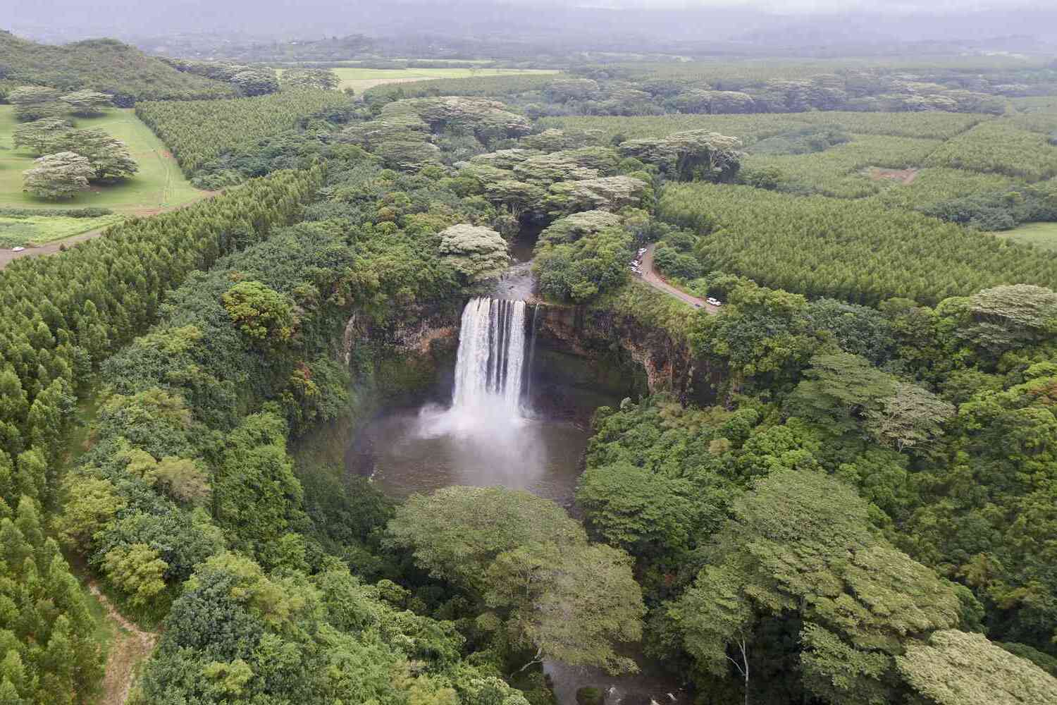 Whispers-In-The-White-Pines-Secrets-Of-Hawaii8217s-Ancient-Kauri-Forests whispers-in-the-white-pines-secrets-of-hawaiis-ancient-kauri-forests
