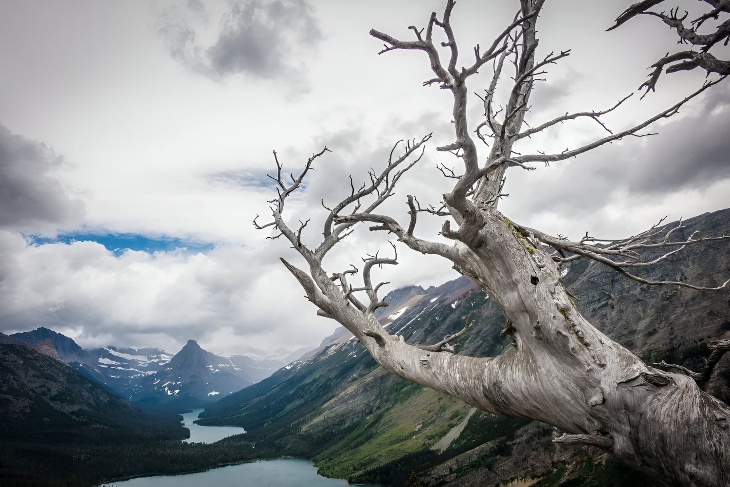 Whispers-In-The-Whitebark-Alpine-Treeline-Secrets whispers-in-the-whitebark-alpine-treeline-secrets