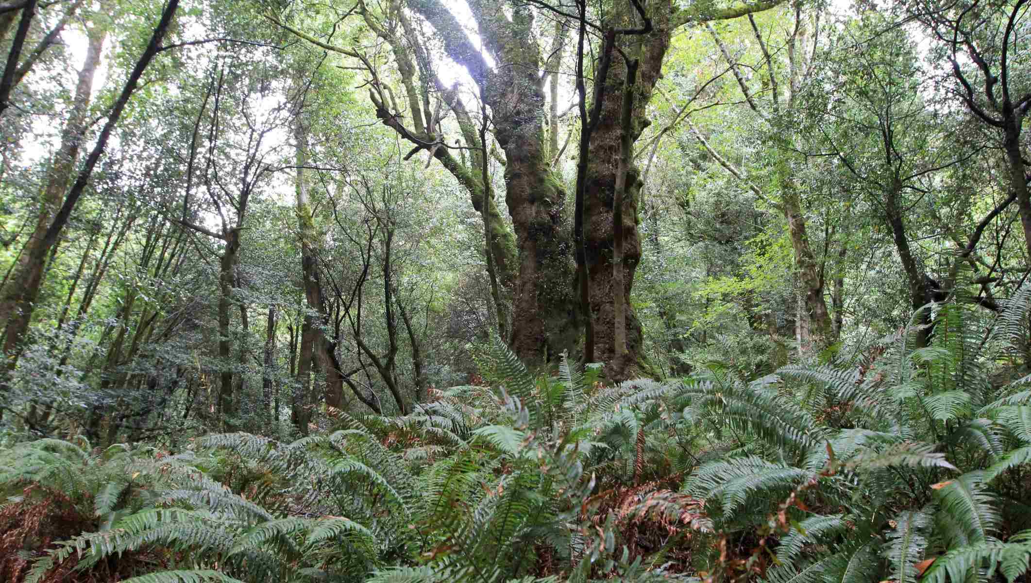 whispers-in-the-willapa-mysteries-of-oregons-myrtle-wood-groves