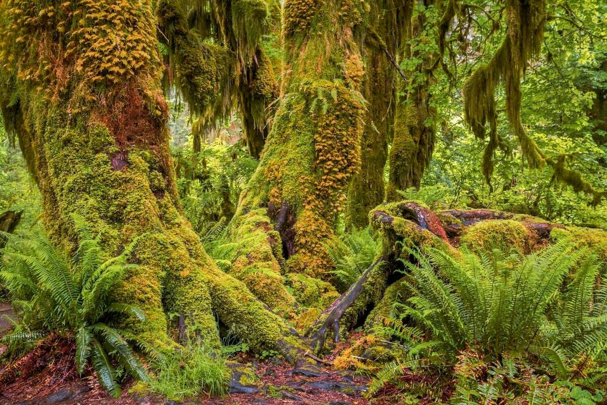Whispers-In-The-Willapa-Mysteries-Of-The-Olympic-Rainforest whispers-in-the-willapa-mysteries-of-the-olympic-rainforest