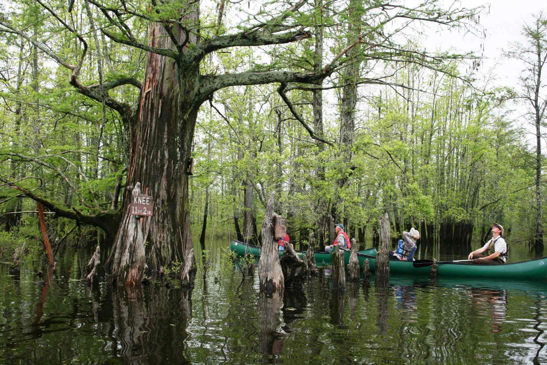 Whispers-In-The-Willows-Hidden-Bald-Cypress-Groves-Of-Illinois whispers-in-the-willows-hidden-bald-cypress-groves-of-illinois