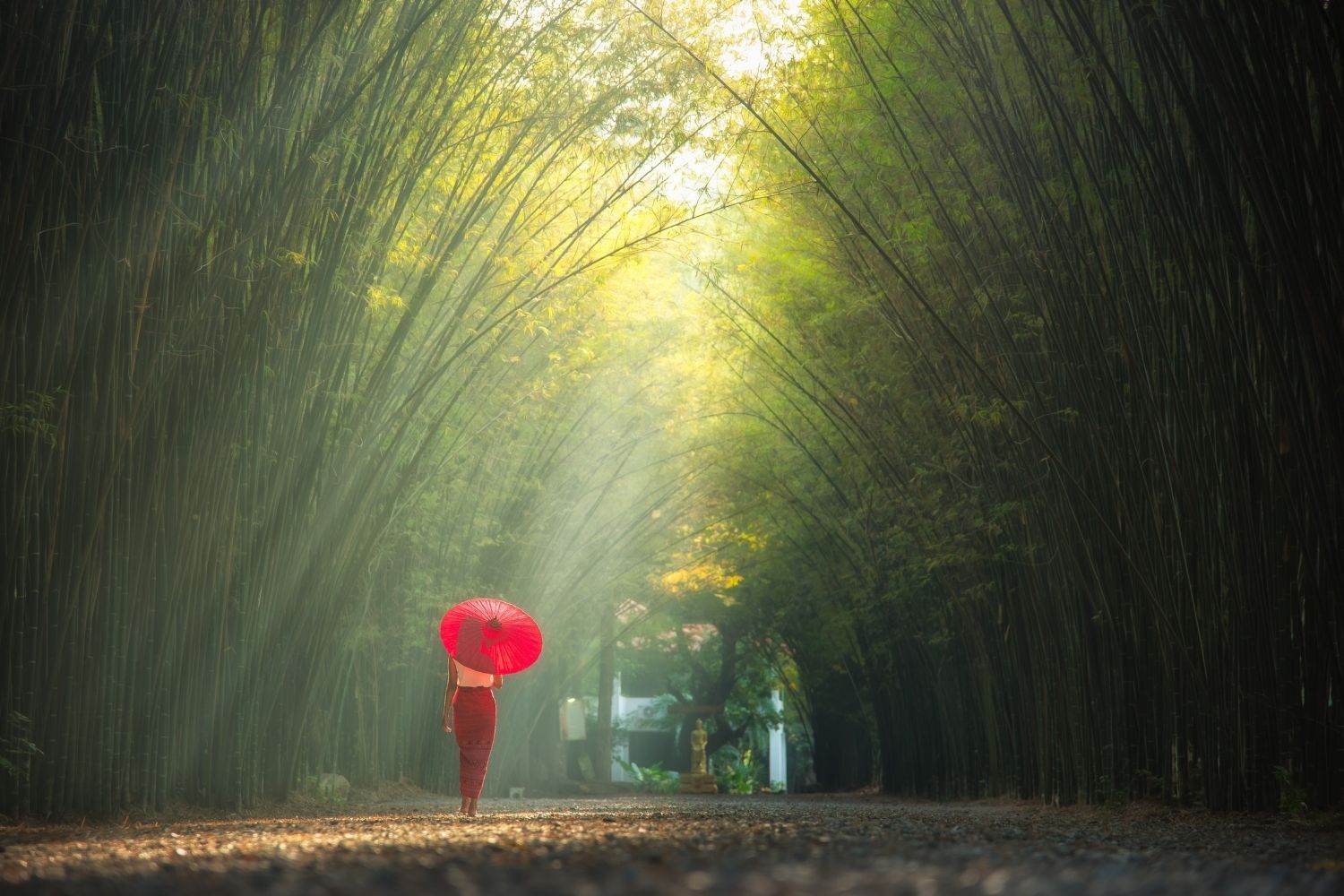Whispers-In-The-Willows-Hidden-Bamboo-Forests-Of-The-Southeast whispers-in-the-willows-hidden-bamboo-forests-of-the-southeast