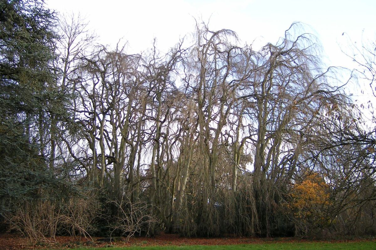 Whispers-In-The-Willows-Hidden-Beech-Groves-Of-Brooklyn whispers-in-the-willows-hidden-beech-groves-of-brooklyn