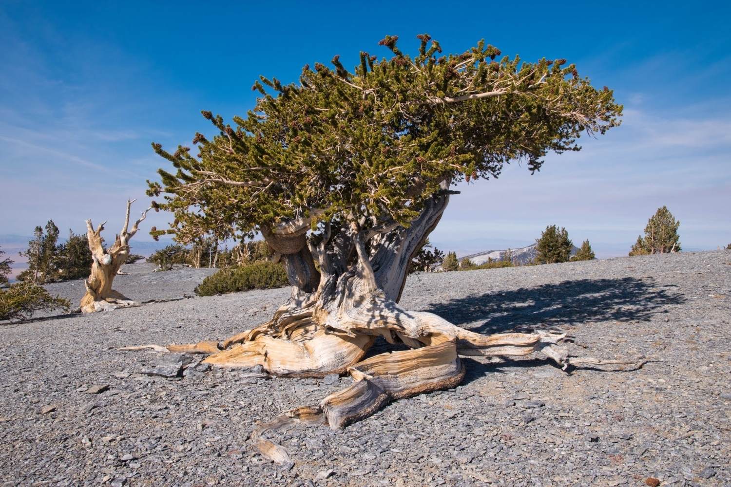 Whispers-In-The-Willows-Hidden-Bristlecone-Pine-Groves-Of-The-Great-Basin whispers-in-the-willows-hidden-bristlecone-pine-groves-of-the-great-basin