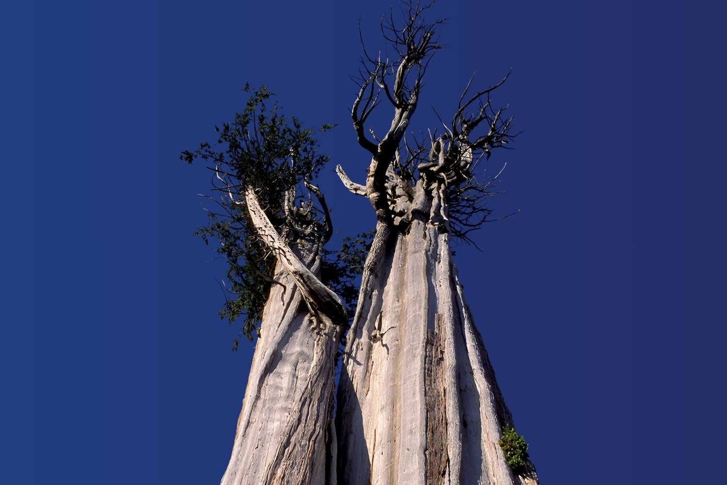 Whispers-In-The-Willows-Hidden-Stories-Of-Champion-Trees whispers-in-the-willows-hidden-stories-of-champion-trees