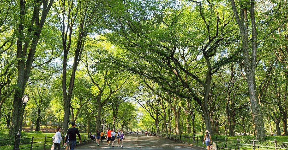 Whispers-Of-Central-Park8217s-Secret-Willows whispers-of-central-parks-secret-willows