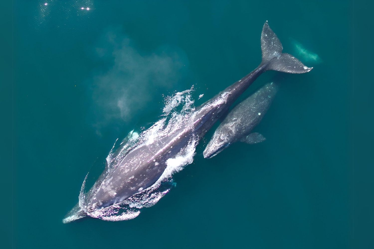 Whispers-Of-The-Whales-Hidden-Grey-Whale-Calving-Lagoons whispers-of-the-whales-hidden-grey-whale-calving-lagoons