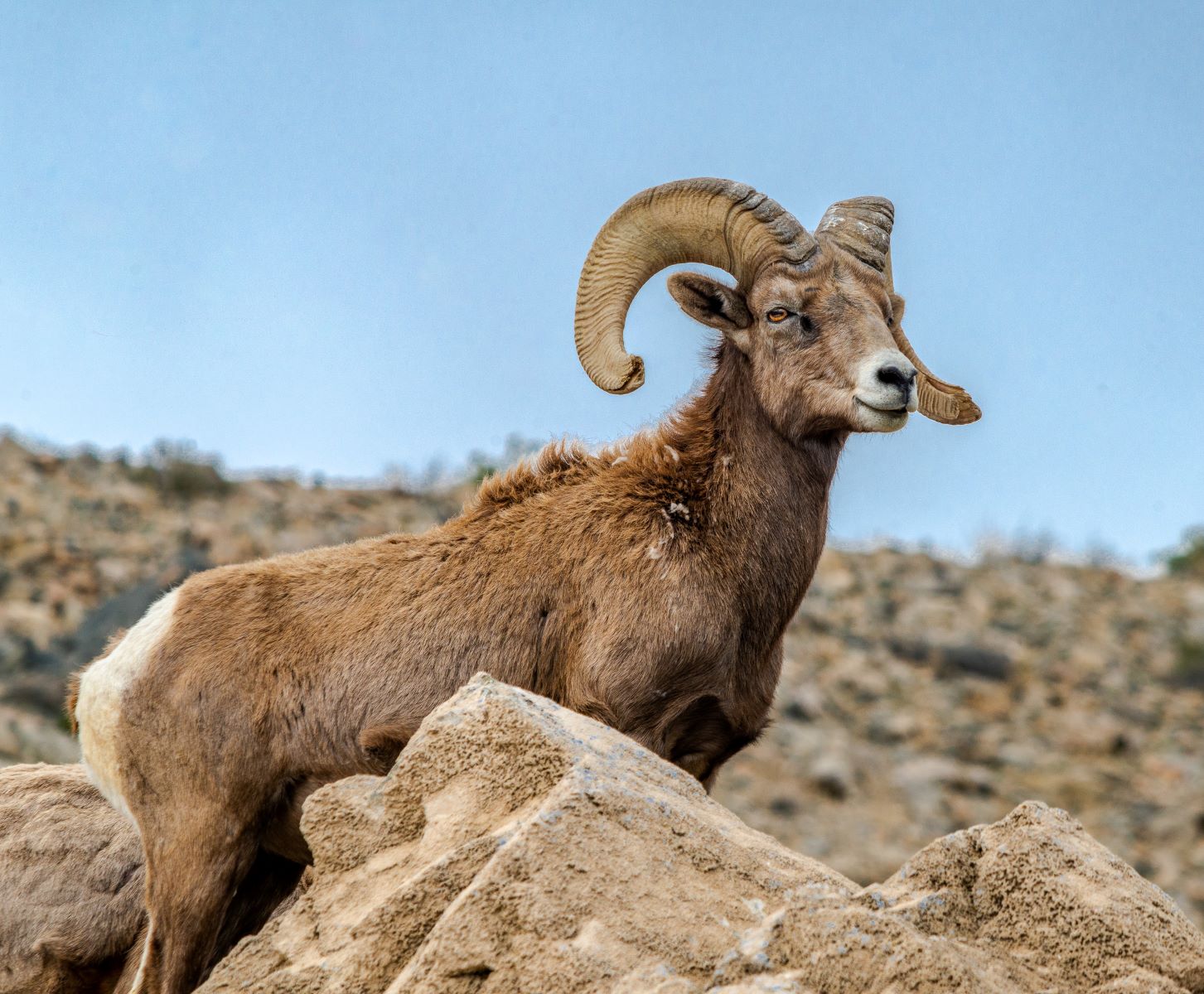 Whispers-Of-The-Wild-Hidden-Desert-Bighorn-Sheep-Watering-Holes whispers-of-the-wild-hidden-desert-bighorn-sheep-watering-holes