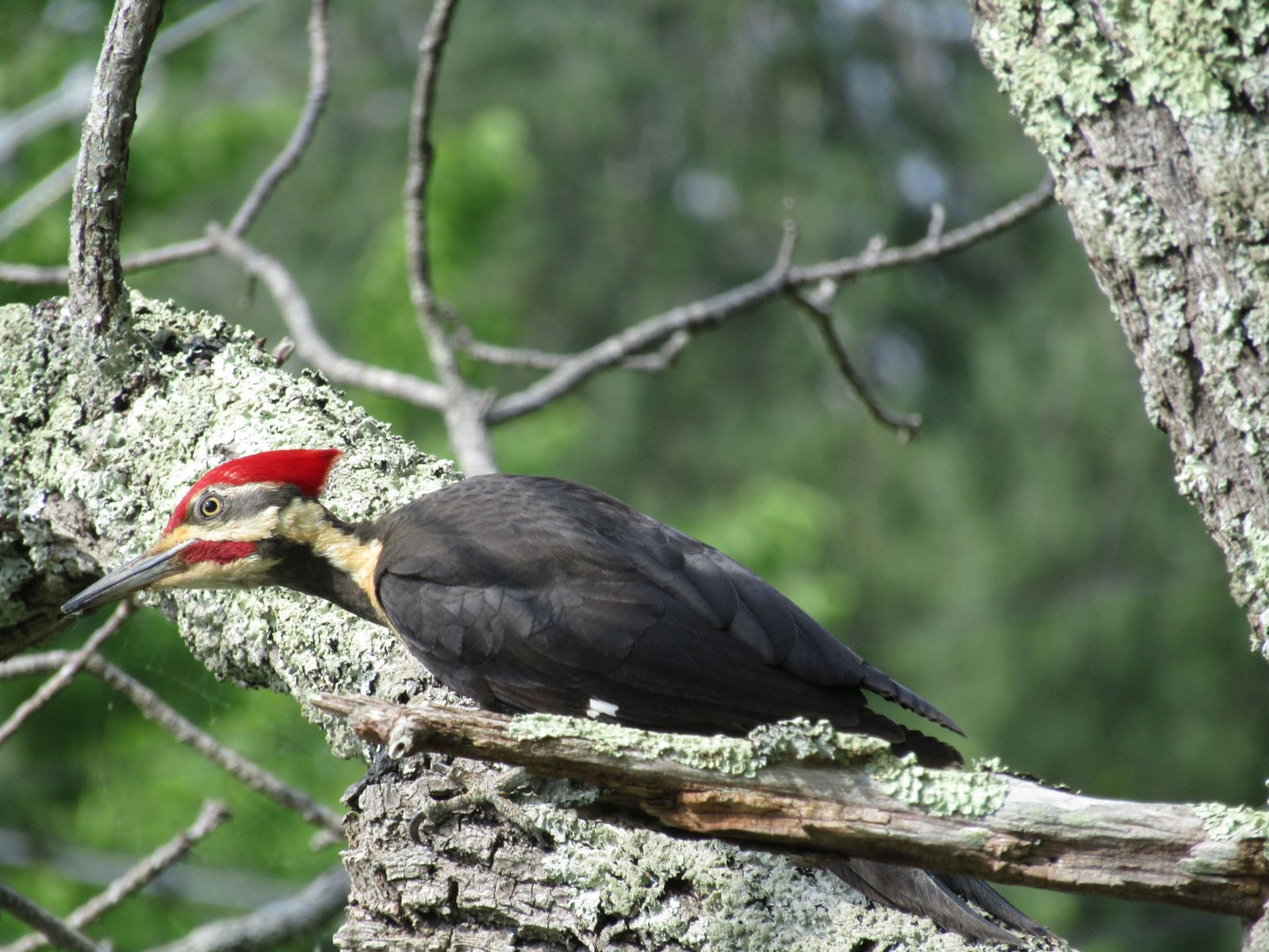 whispers-of-the-wild-hidden-ivory-billed-woodpecker-locations