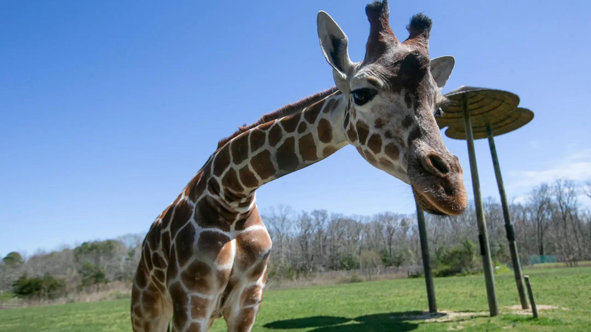 Wild-Animal-Adventures-At-Turtle-Back-Zoo wild-animal-adventures-at-turtle-back-zoo