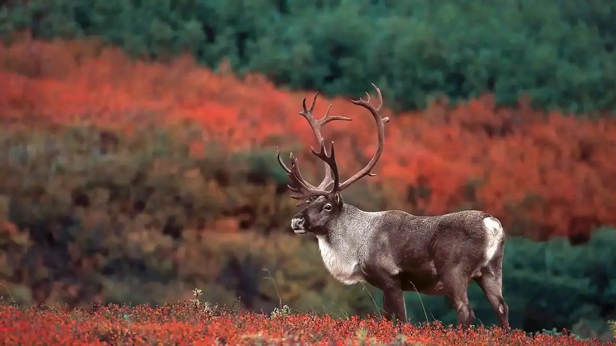 wild-caribou-encounters-on-denali-park-road