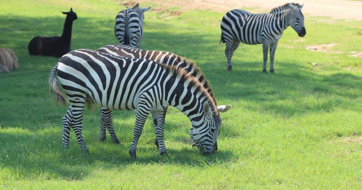 wild-encounters-at-tupelo-buffalo-park-safari