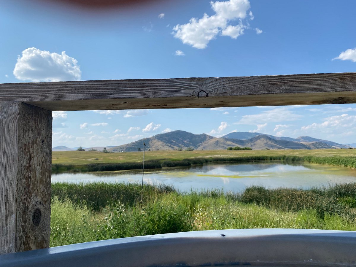 wild-horse-sanctuary-natures-untamed-majesty-in-hot-springs