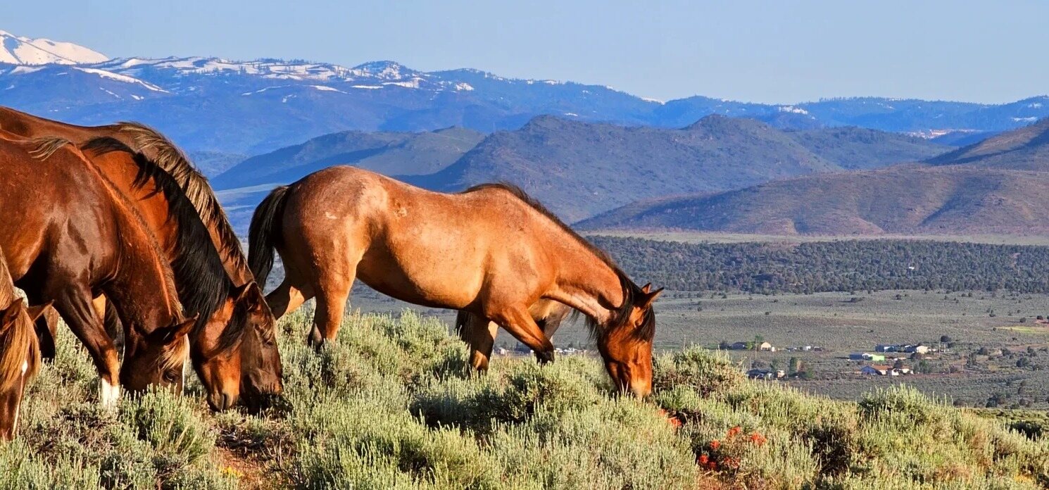 wild-horse-state-recreation-adventure-awaits