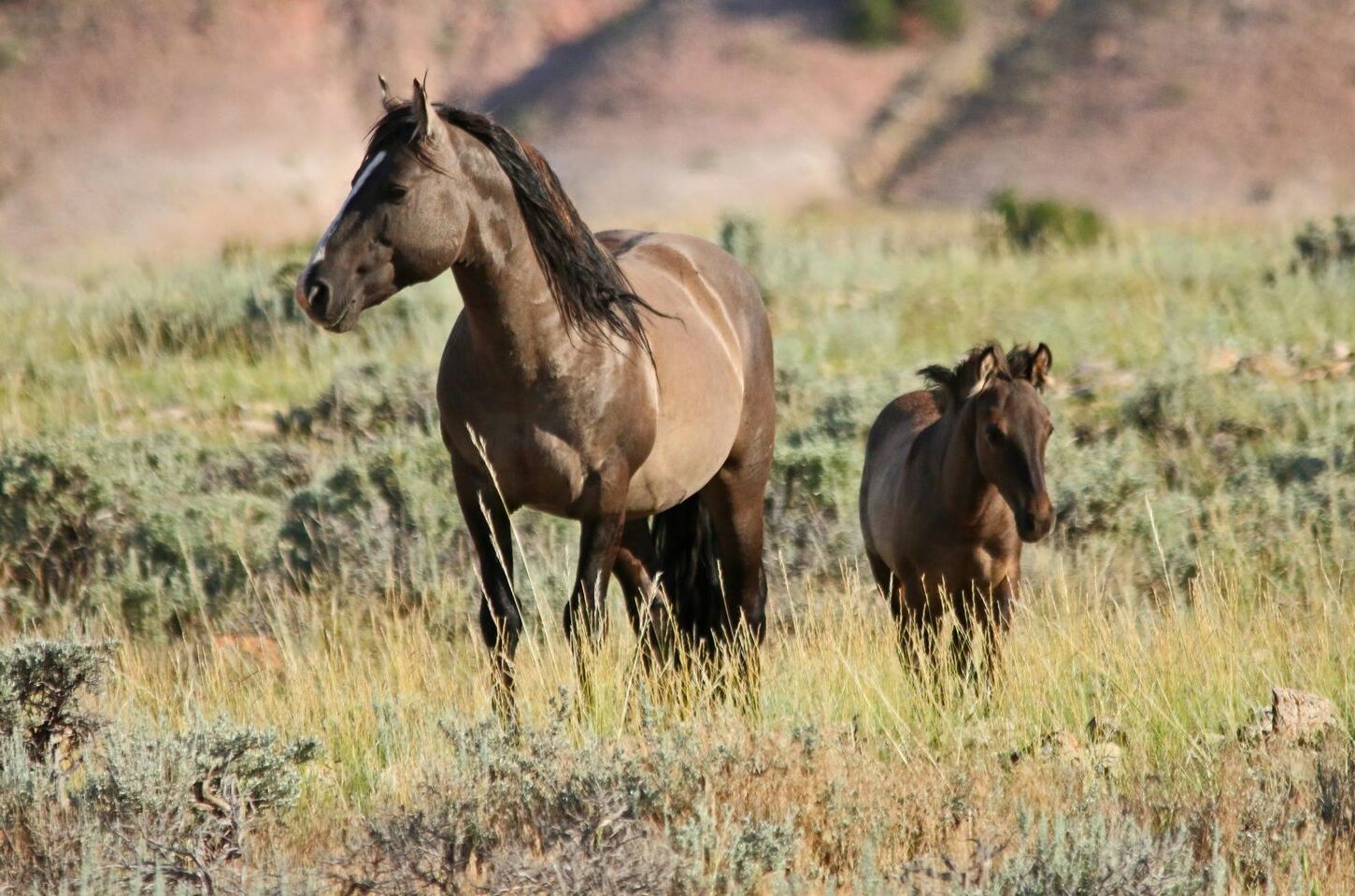 Wild-Mustangs-Of-Pryor-Mountain wild-mustangs-of-pryor-mountain