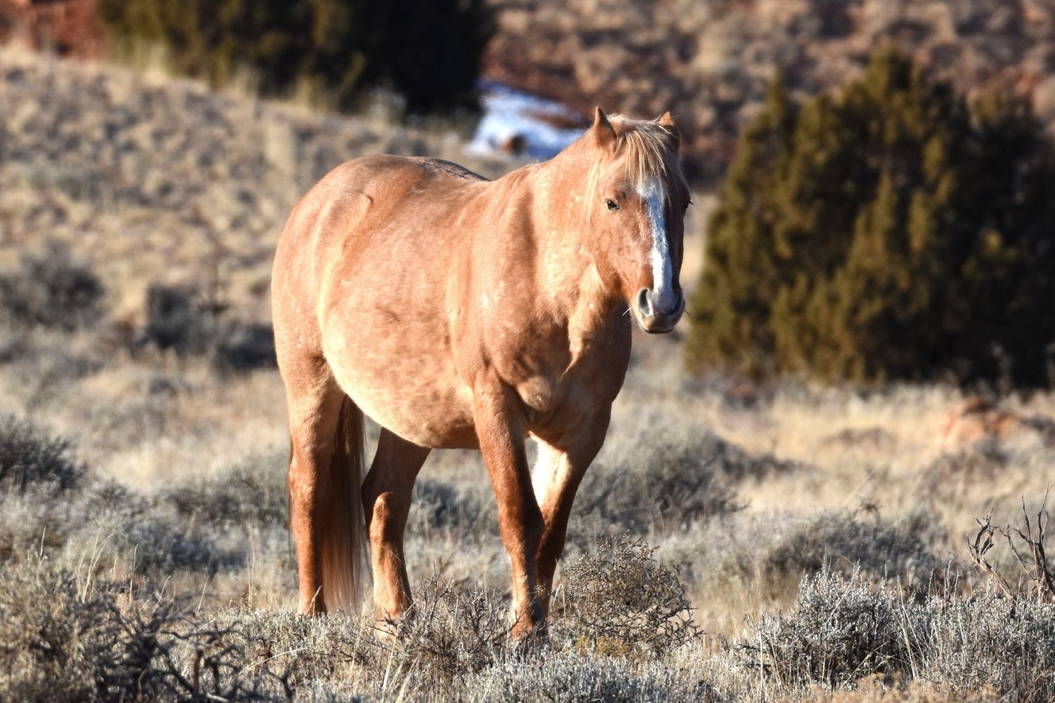 wild-mustangs-of-pryor-mountain-await-you