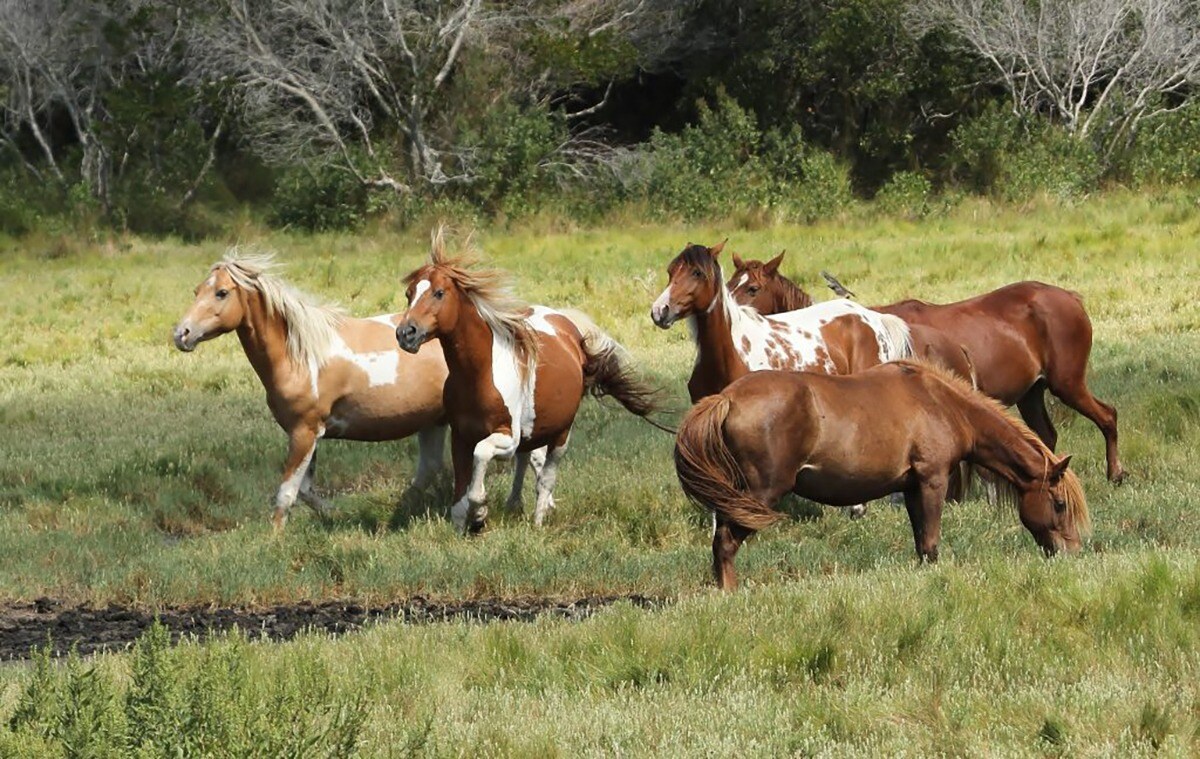 wild-pony-adventures-on-chincoteague-island