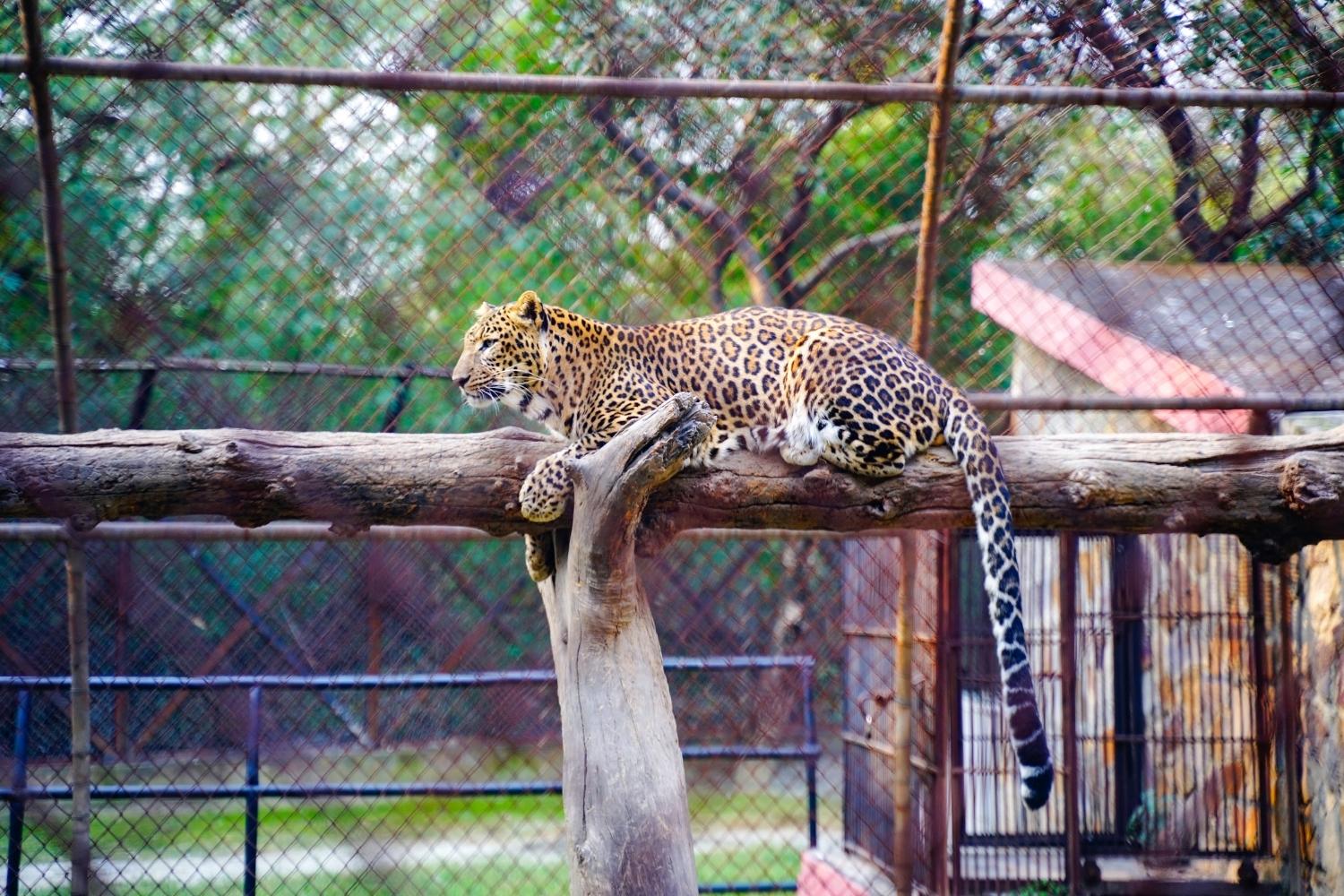 wild-wonders-await-at-alexandria-zoo