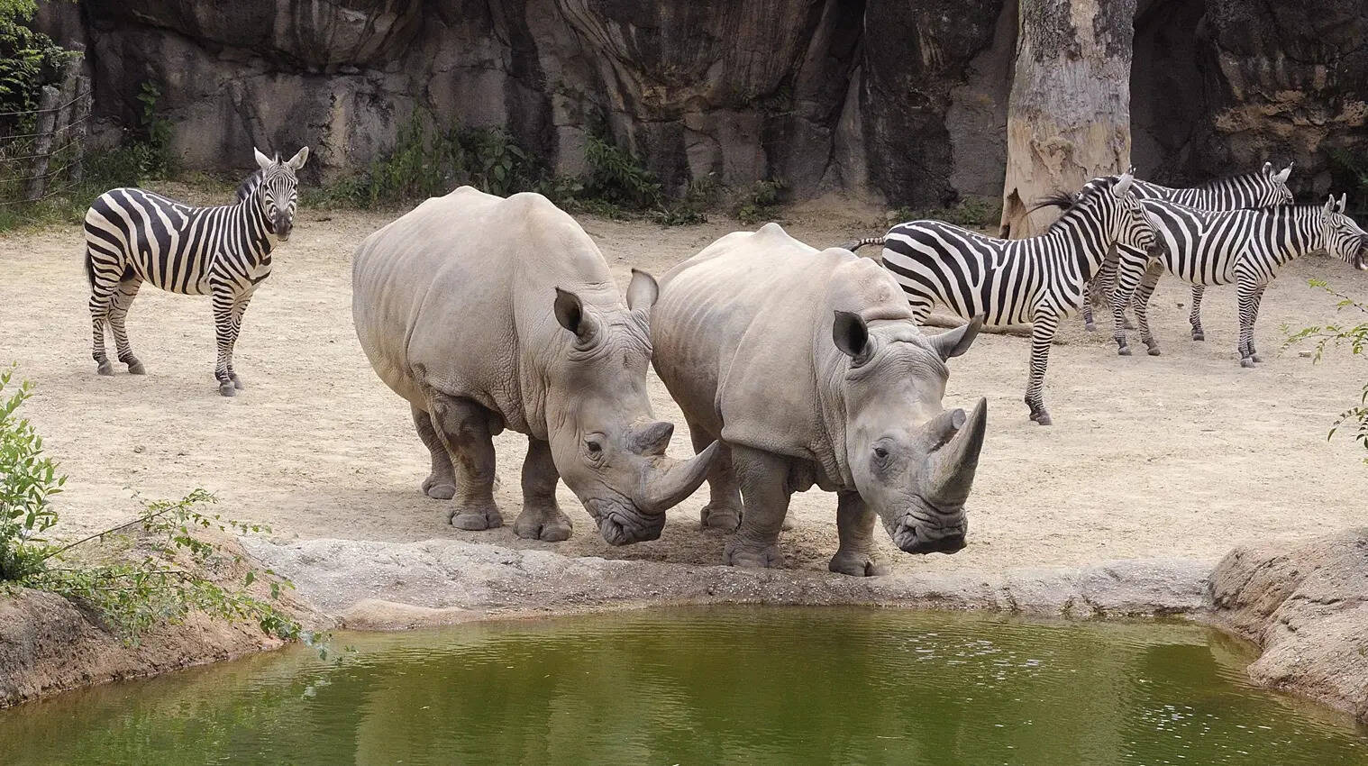 wild-wonders-await-at-maryland-zoo-in-baltimore