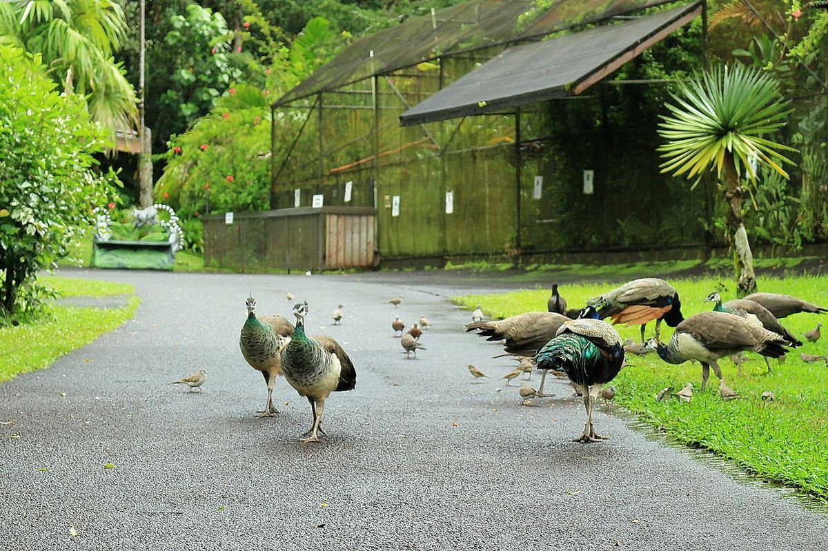 wild-wonders-await-at-panaewa-rainforest-zoo