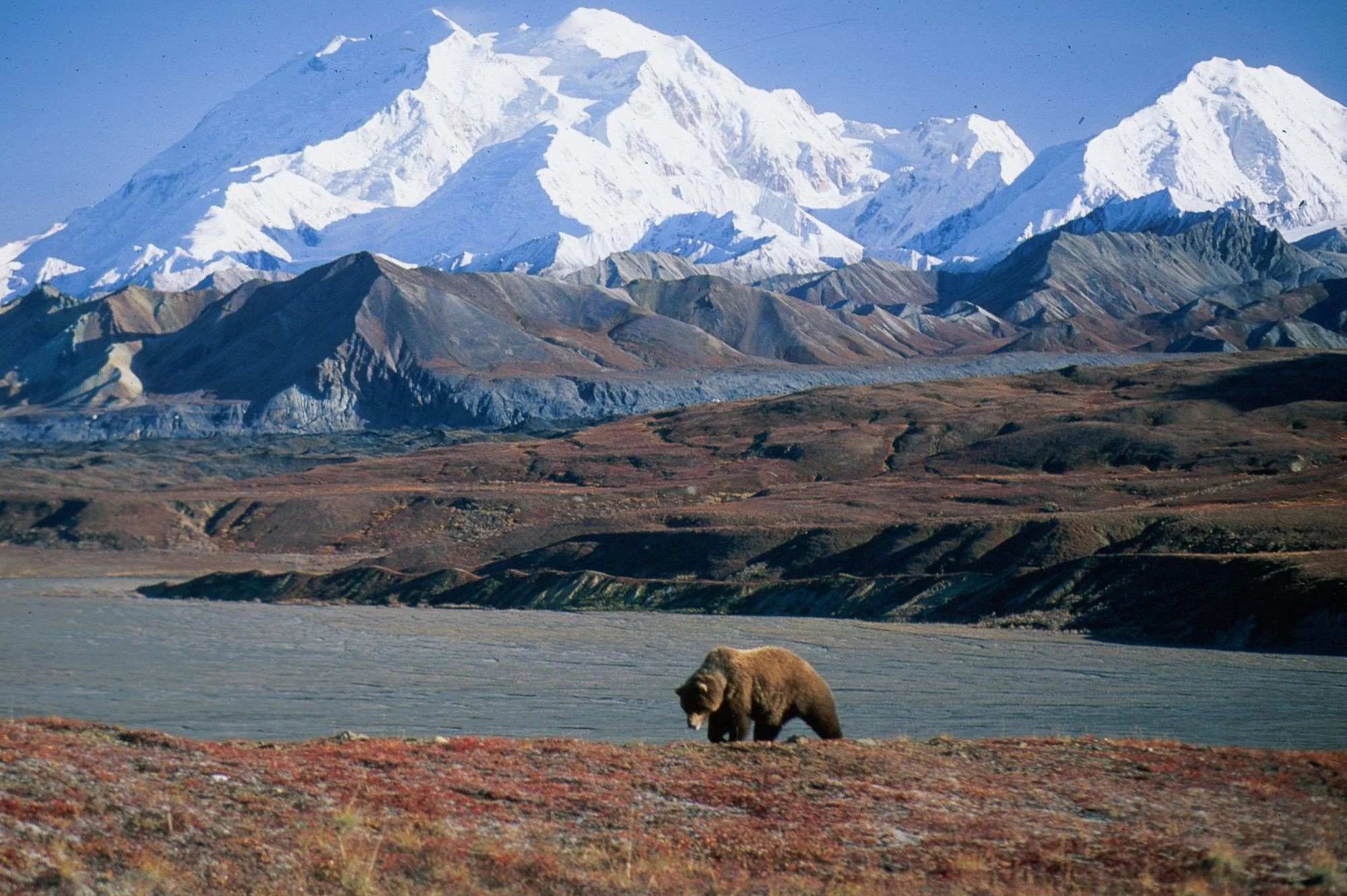 wildlife-wonders-at-denalis-mountain-vista