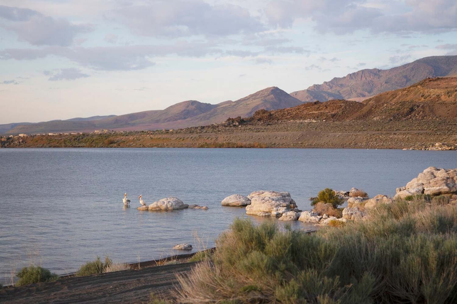 Wildlife-Wonders-At-Pyramid-Lake8217s-Anaho-Island wildlife-wonders-at-pyramid-lakes-anaho-island