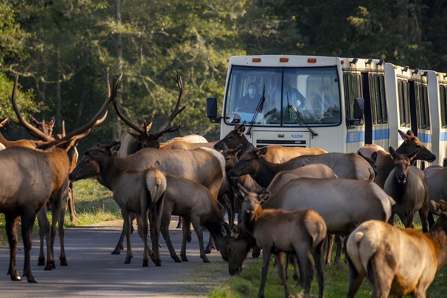 wildlife-wonders-await-at-northwest-treks-tram-tour