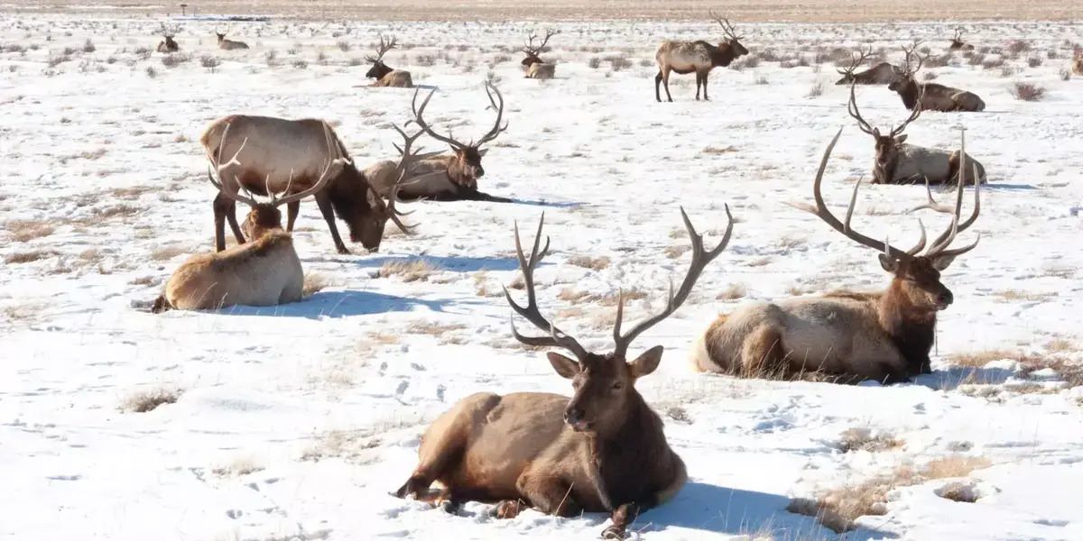 winter-wonders-at-national-elk-refuge