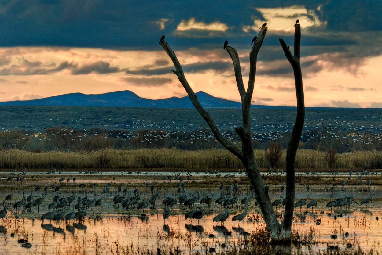 Witness-The-Mesmerizing-Bird-Migration-At-Bosque-Del-Apache witness-the-mesmerizing-bird-migration-at-bosque-del-apache