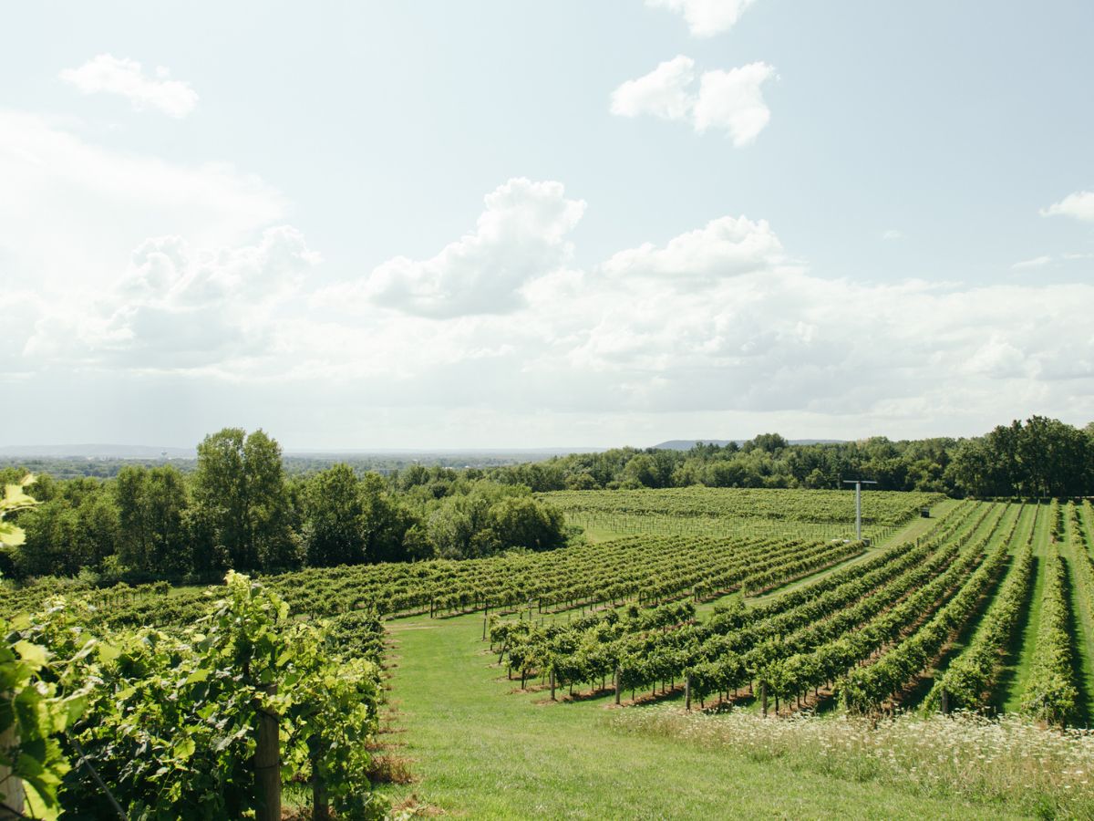 wollersheim-winerys-timeless-vineyard-adventure