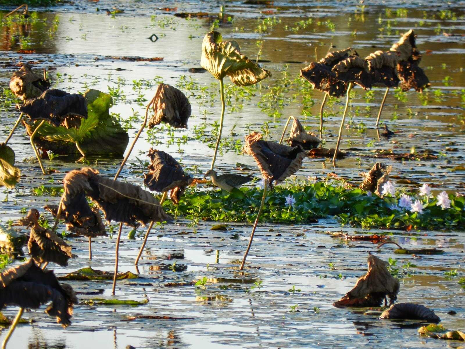 wonders-of-eufaula-national-wildlife-refuge