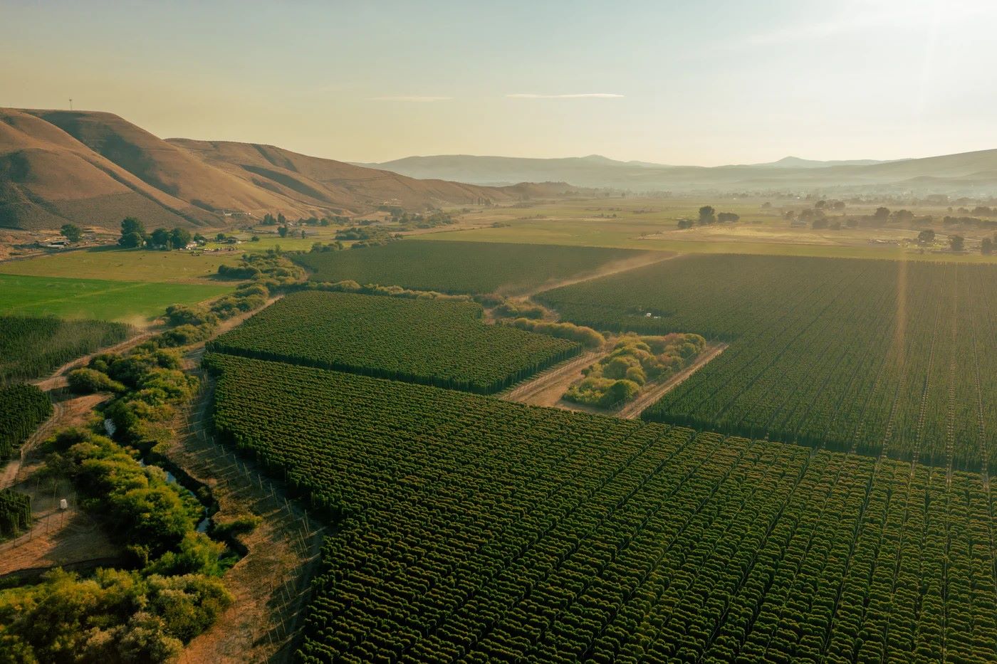 yakima-valley-hops-washingtons-beer-secret