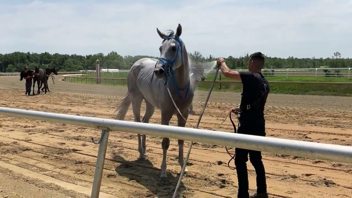 a-day-of-fun-and-relaxation-at-laurel-park-tourist-secrets