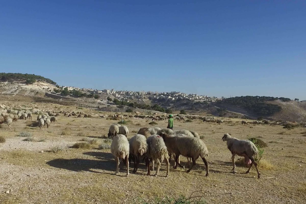 americas-secret-basque-sheepherder-camps-in-idaho