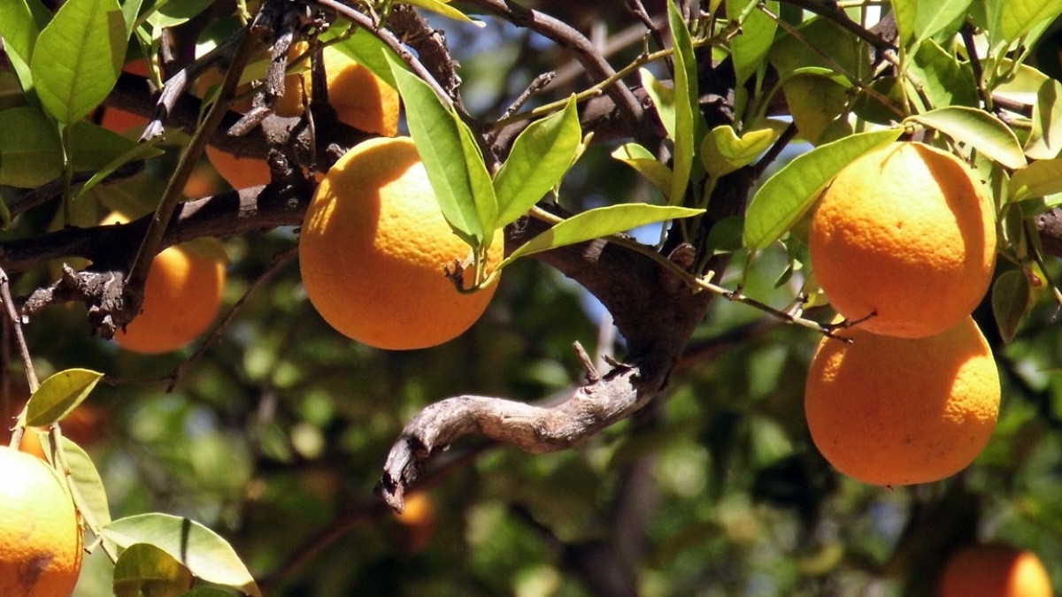 anaheims-hidden-orange-groves-before-disney
