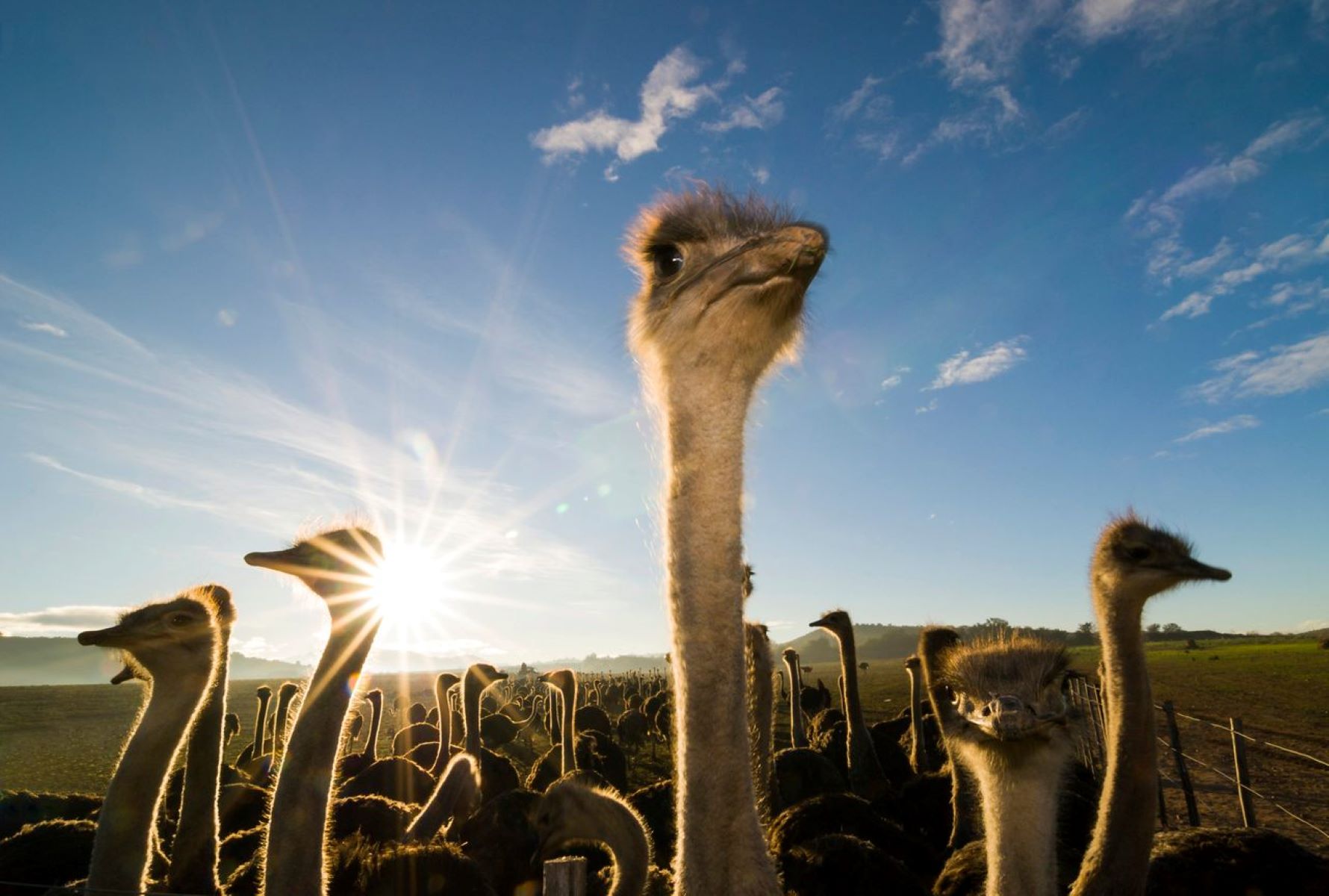 arizonas-hidden-ostrich-farms-a-surprising-find