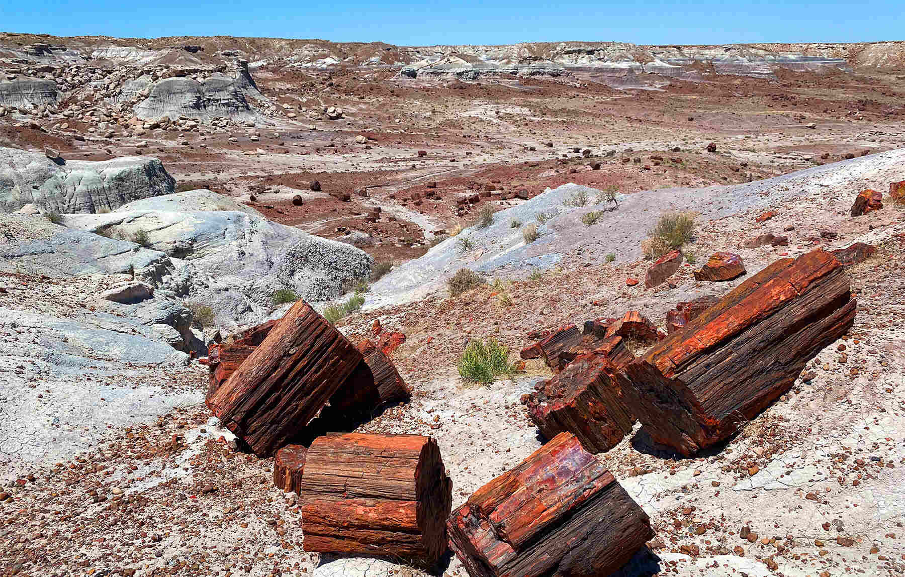 arizonas-hidden-prehistoric-forest-of-petrified-wood