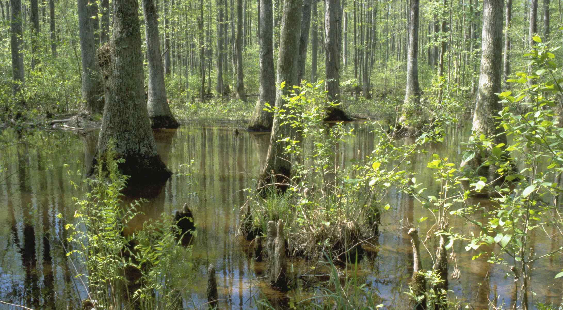 arkansas-secret-lake-frierson-boardwalk-adventure