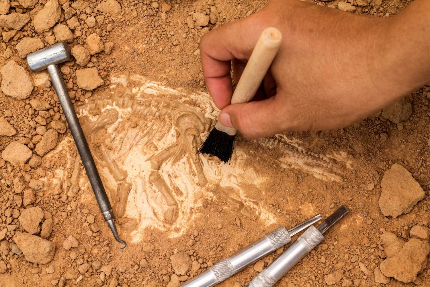 Austin8217s-Secret-Fossil-Beds-And-Ancient-Wonders austins-secret-fossil-beds-and-ancient-wonders