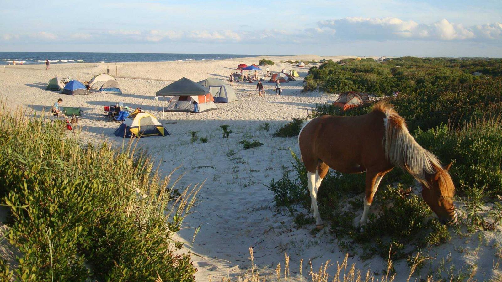beach-camping-bliss-at-assateague-island-national-seashore