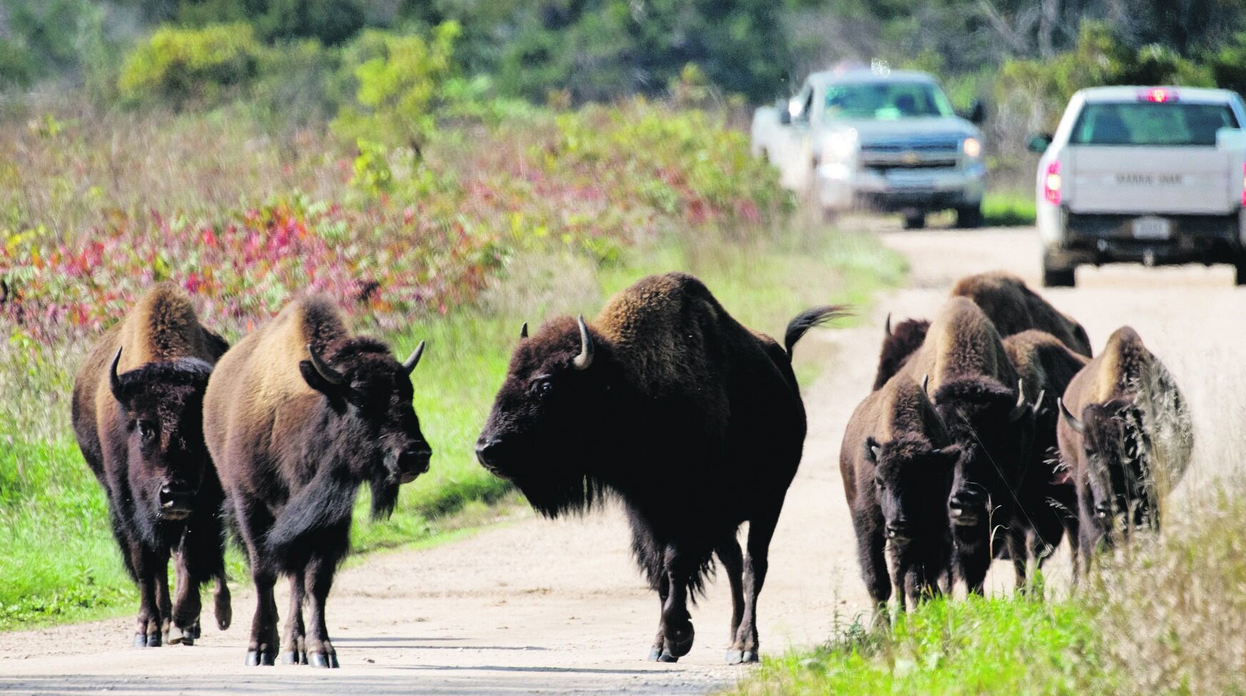 Bison-Adventures-Await-At-Minneopa-State-Park bison-adventures-await-at-minneopa-state-park
