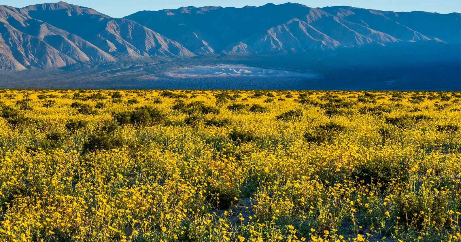 California8217s-Secret-Wildflower-Fields-In-Death-Valley californias-secret-wildflower-fields-in-death-valley