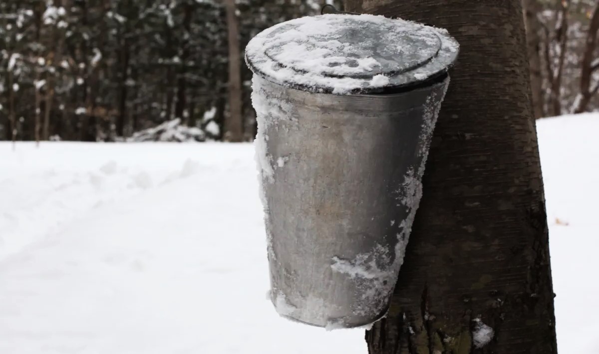 Discover-Hidden-Birch-Syrup-Tapping-Locations-In-Alaska-TouristSecrets discover-hidden-birch-syrup-tapping-locations-in-alaska-touristsecrets
