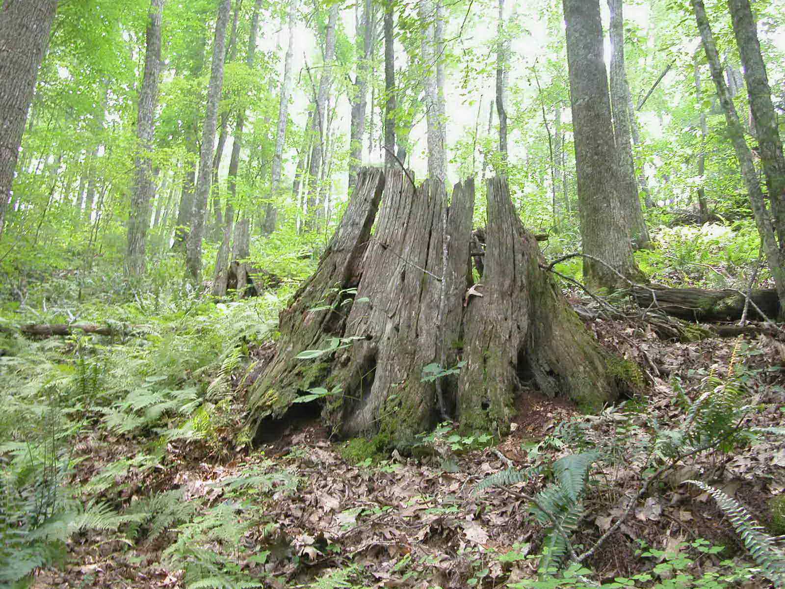 Discover-Hidden-Wild-American-Chestnut-Groves-In-Pennsylvania-TouristSecrets discover-hidden-wild-american-chestnut-groves-in-pennsylvania-touristsecrets
